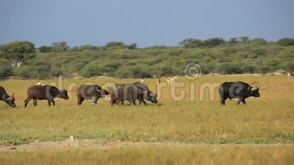 非洲水牛和泉水羚羊视频的预览图