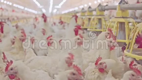大型养鸡场有母鸡和公鸡的头视频的预览图