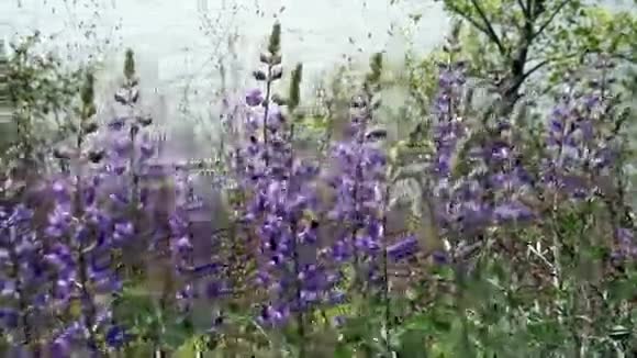 微风河畔的紫色卢平绿色植物视频的预览图