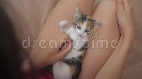 小猫坐在小女孩的腿上慢动作视频女孩生活方式和小猫的友谊女孩视频的预览图
