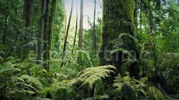 森林深处的过去开放视频的预览图