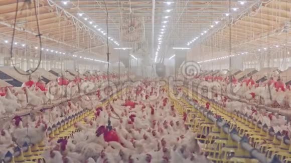 大型养鸡场有母鸡和公鸡的头视频的预览图