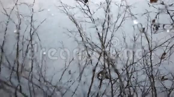 树木在水中反射视频的预览图