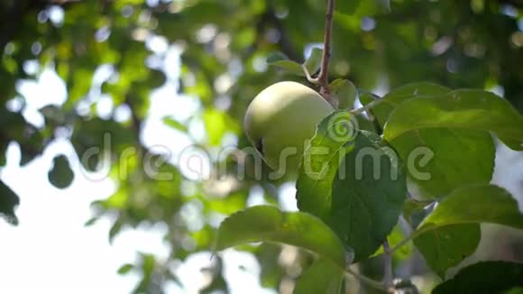 苹果园苹果树枝上有绿色成熟的果实视频的预览图