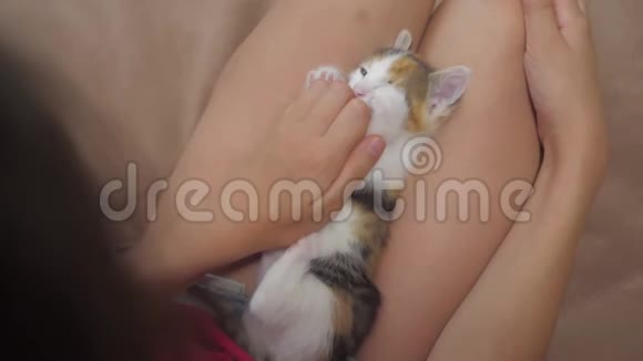小猫坐在小女孩的腿上慢动作视频女孩的友谊和小猫的生活方式女孩视频的预览图