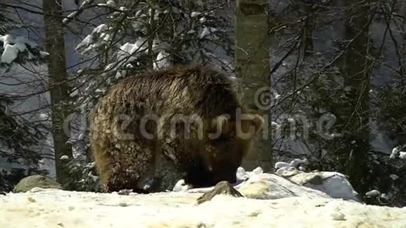 冬天森林里的棕熊两只熊在雪地里吃东西视频的预览图