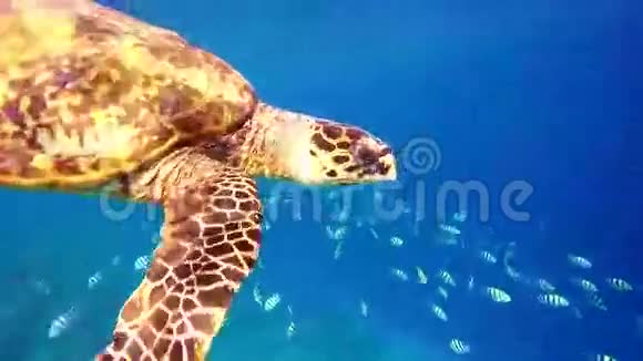 绿海龟Kuredu马尔代夫视频的预览图