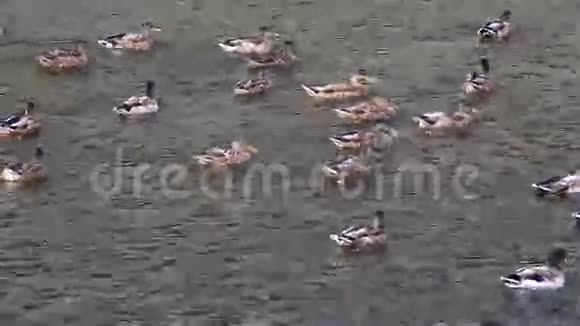 河上的野鸭视频的预览图
