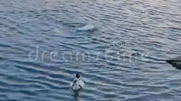 驯化的白鸭喂养游泳和视频的预览图