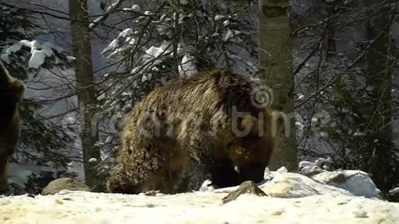 冬天森林里的棕熊两只熊在雪地里吃东西视频的预览图