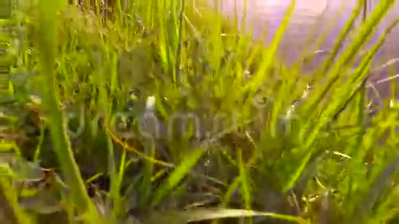 湖面上下着小雨日落草叶重新涂上橙色水滴在阳光下闪闪发光视频的预览图