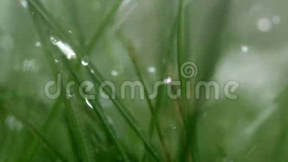 雨落在草叶上视频的预览图