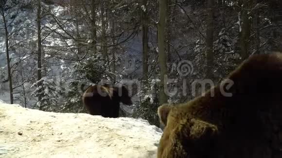 冬天森林里的棕熊两只熊在雪地里吃东西视频的预览图
