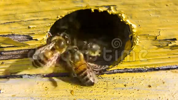 蜜蜂把我们的蜂巢灭绝了视频的预览图