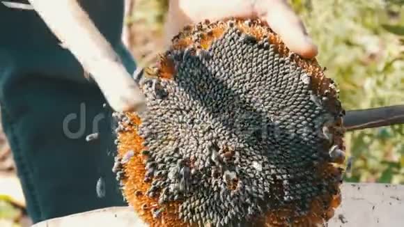葵花籽从头上掉下来在战场上雄性强壮的手用棍子把干葵花的头粘在一起视频的预览图