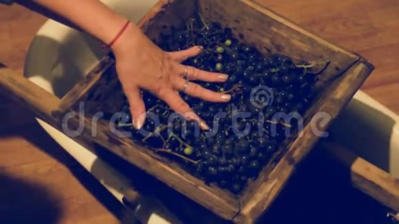 破碎葡萄的手动机构把葡萄压碎成果汁和葡萄酒视频的预览图