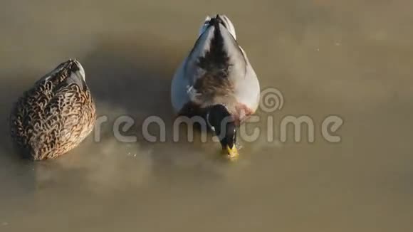一对鸭子觅食视频的预览图
