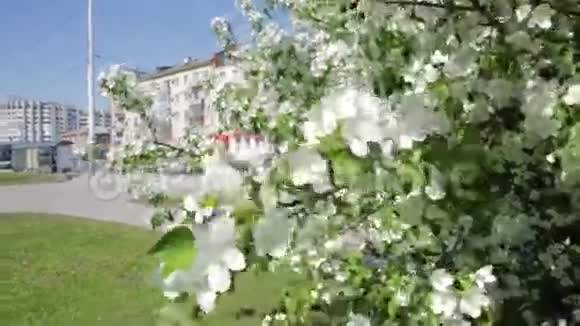 城里开着白花的苹果树视频的预览图