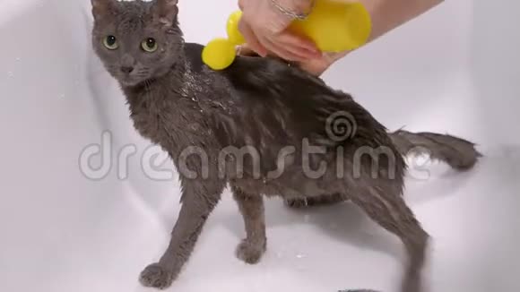泡泡浴一只灰色的小流浪猫女人在浴室里洗猫视频的预览图