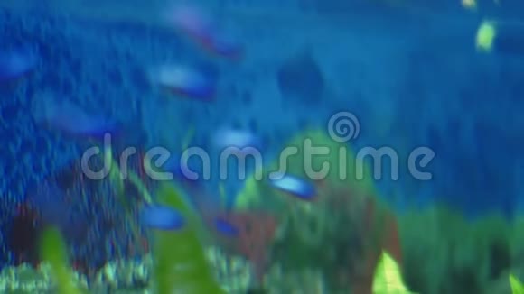 美丽的鱼在水族馆的水里游泳视频的预览图