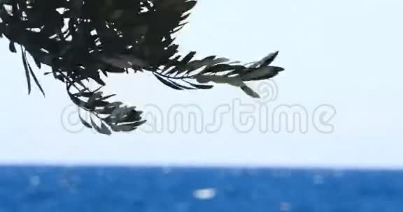 背景上海边的橄榄树枝条视频的预览图