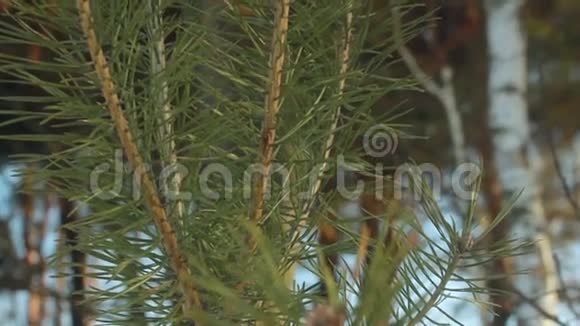 松针特写镜头松树幼松针枝老松树视频的预览图