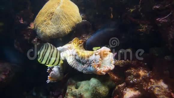鱼和珊瑚野生动物视频的预览图