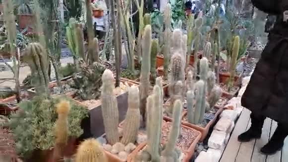人们参加沙漠植物展览视频的预览图
