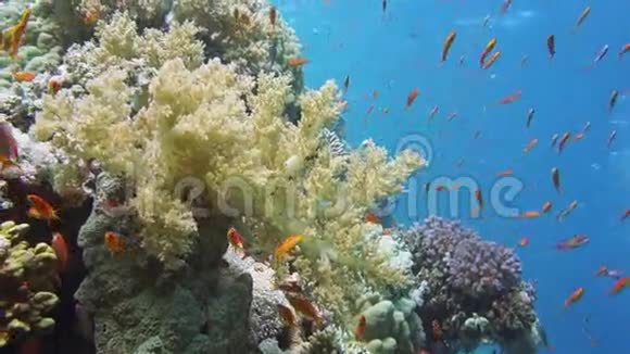 潜水热带鱼类及珊瑚礁视频的预览图