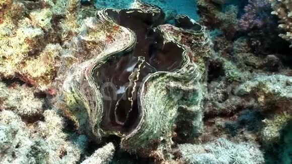 多层TridacnaScuamose巨大在红海中有沉重的地幔视频的预览图