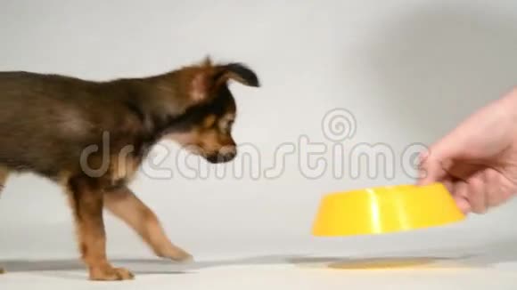 小狗玩具猎犬从碗里吃视频的预览图