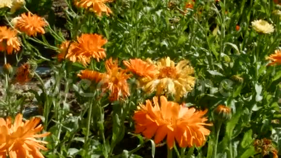 草地上的橙色花朵视频的预览图