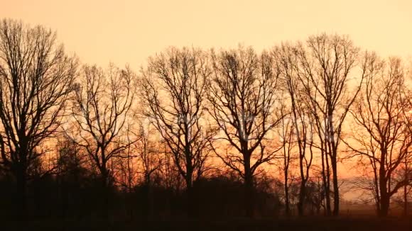 春天黎明时分阳光透过树木视频的预览图
