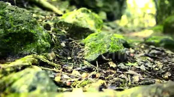 森林里长满苔藓的岩石视频的预览图