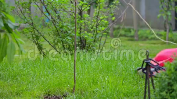 在院子里割草的老人视频的预览图