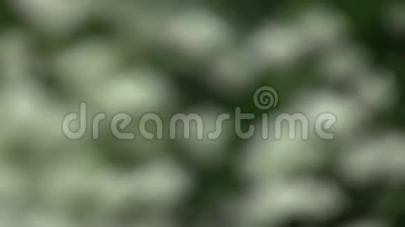 山谷的百合花放大视频的预览图