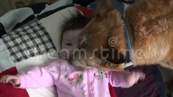 狗吻婴儿过分头顶视频的预览图