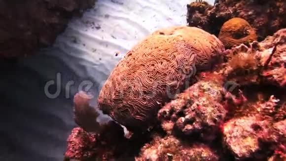 海底坚硬的石珊瑚视频的预览图