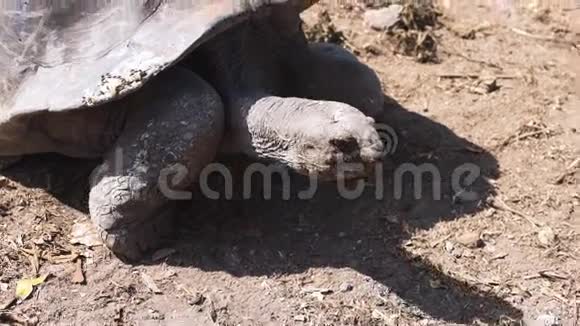 自然界中的奥达布拉巨龟一只动物视频的预览图