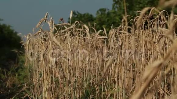 在绿色葡萄园之间生长的小麦条视频的预览图