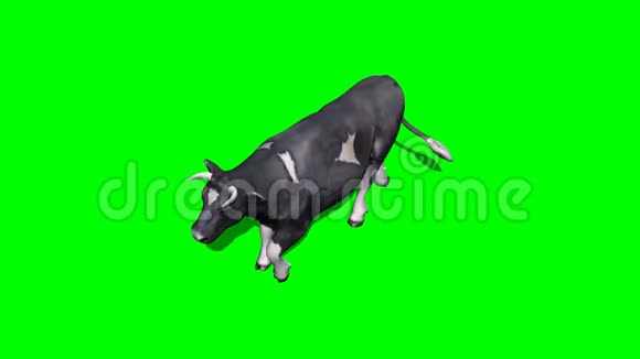 牛走4绿色屏幕视频的预览图