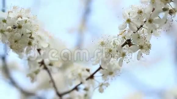 春天有花的树枝两枝盛开的樱花树视频的预览图