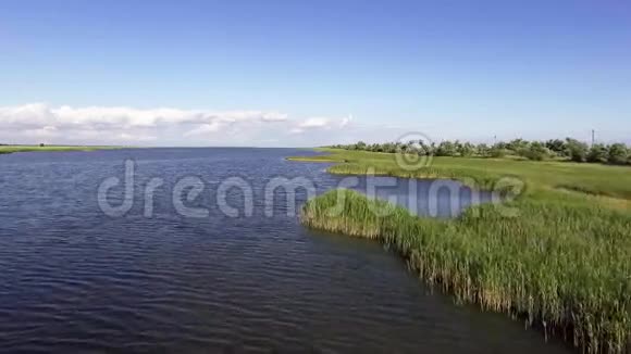 飞过湖岸绿色的芦苇在风中摇曳视频的预览图
