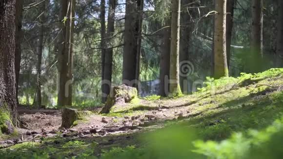 云杉树的天然森林视频的预览图