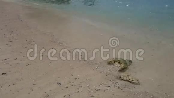 金沙滩著名旅游地标洪泻湖洪岛湾在克拉比省泰国水水晶透明背景视频的预览图