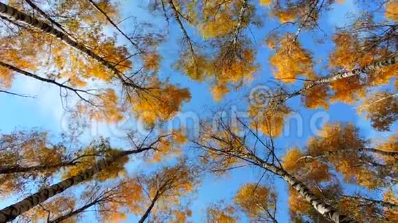 秋天的白桦林树木在蓝色背景上随风摇摆落叶飘落视频的预览图