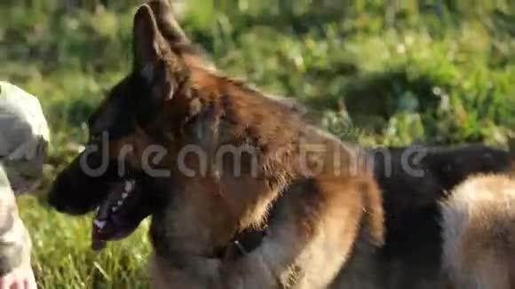 德国牧羊犬在军事训练场视频的预览图