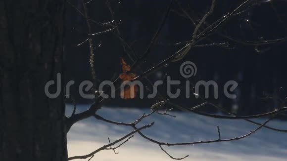 冬天的树冬林裸枝干叶树枝视频的预览图