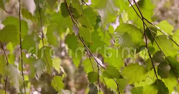 落叶林夏季阳光透过桦树的叶子照耀视频的预览图