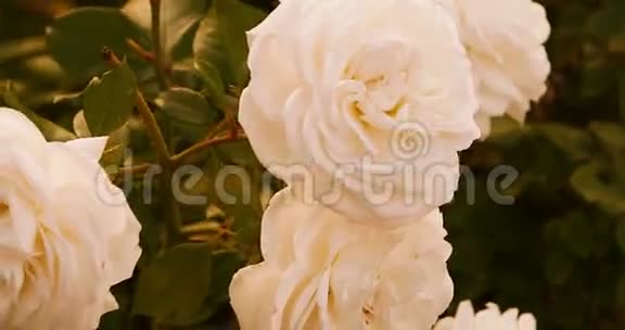 秋天的白玫瑰在花园里死去的花视频的预览图